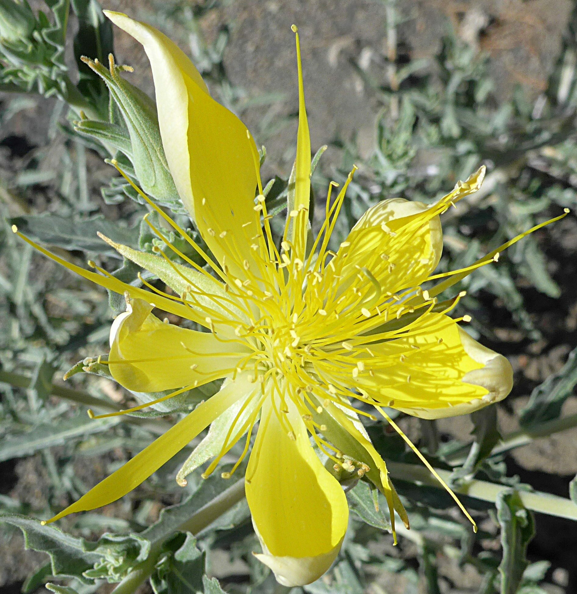 High Resolution Mentzelia laevicaulis Flower